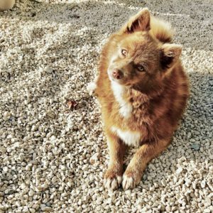 Pomsky chien renard