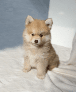 Bebe Pomsky