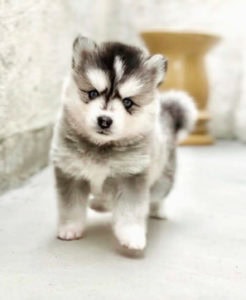 Pomsky pas cher elevage pomsky france so pomsky
