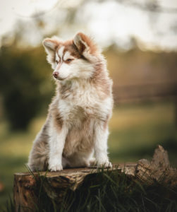 Chlore - micro Pomsky adulte - Robe : RED & BLANCHE - Pelage : PLUSH - Yeux : Bleu - Génération : F4 Chlore - micro Pomsky adulte - Robe : RED & BLANCHE - Pelage : PLUSH - Yeux : Bleu - Génération : F4
