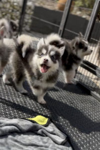 Elevage de Pomsky