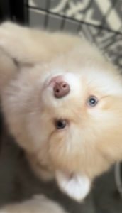 Chiot Pomsky