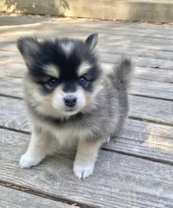 elevage pomsky france