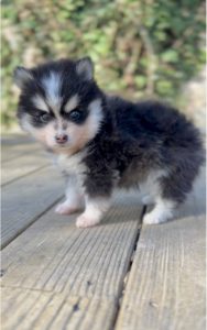 Adolescent Pomsky élevage pomsky france so pomsky
