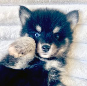Pomsky adopter elevage-pomsky-france-so-pomsky-micro-pomsky