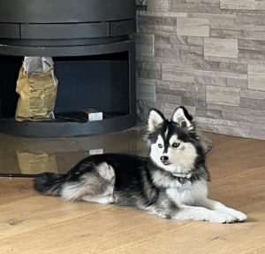 Chien pomsky adulte micro pomsky sopomsky