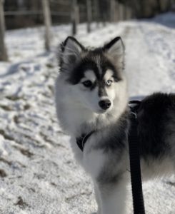 Micro pomsky micro pomsky sopomsky
