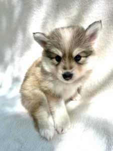 Chiot pomsky pomsky élevage france pomsky nain