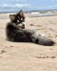 Pomsky