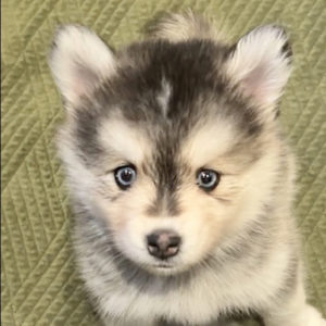 Pomsky yeux bleu