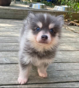 Adoption Pomsky pomsky élevage france pomsky nain