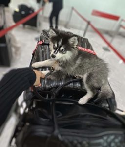 Pomsky chiot en avion