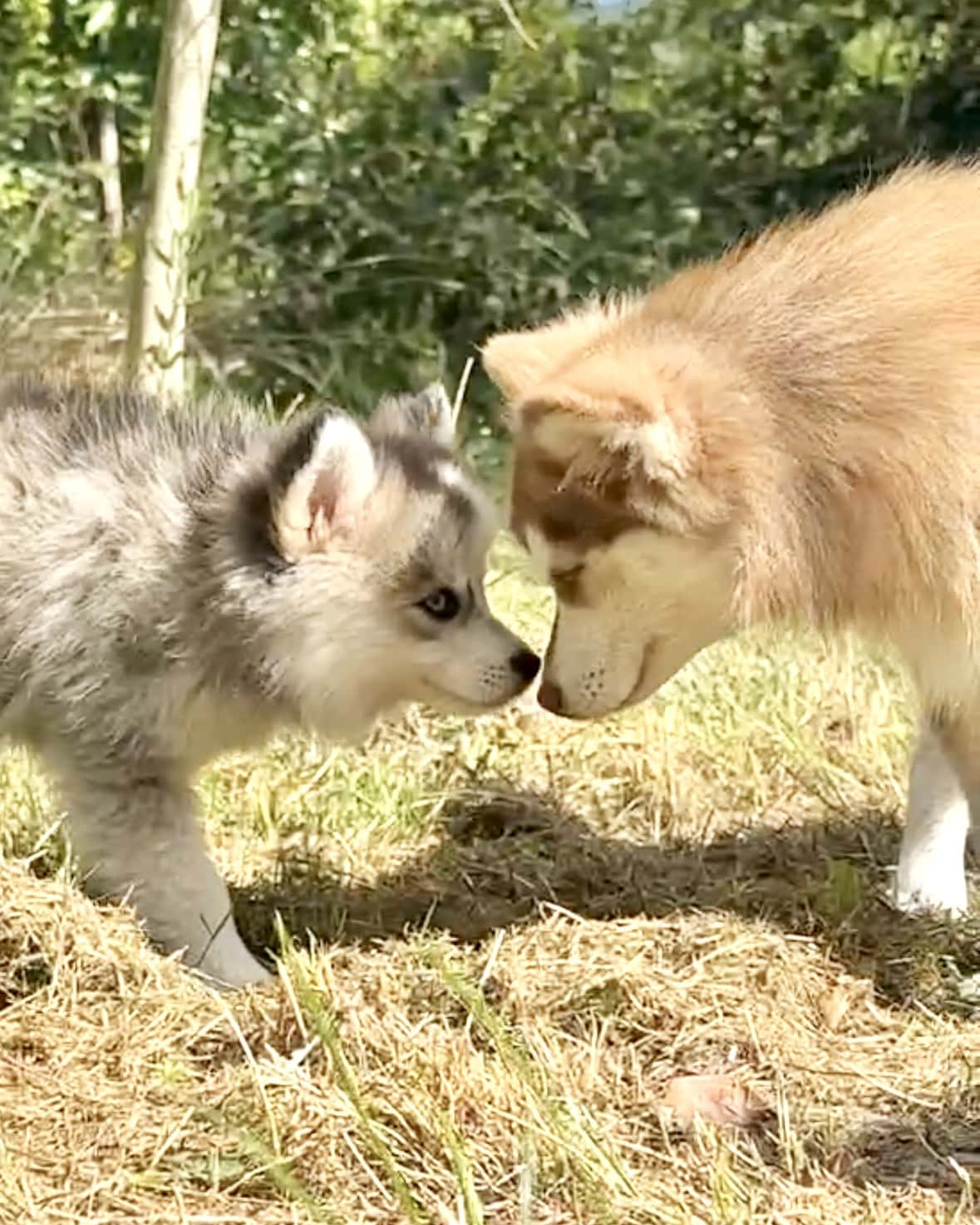 Différentes Robes, Longueurs Du Chien Pomsky En élevage