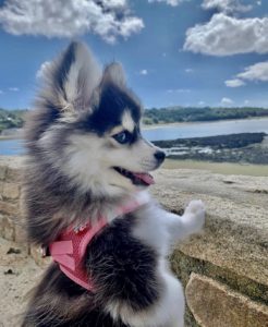 pomsky sopomsky élevage chiot