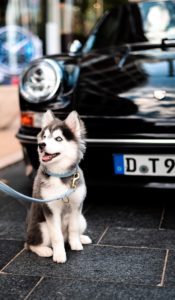 pomsky sopomsky élevage chiot
