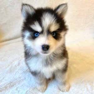 Elevage Pomsky élevage pomsky france nain