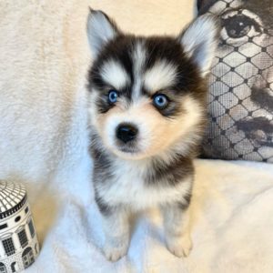 Adopter un Pomsky pomsky élevage france pomsky nain