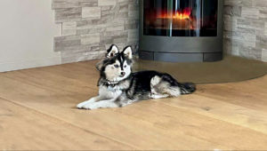 pomsky france chiot élevage noir et blanc