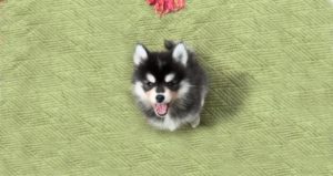pomsky nain pomskys élevage pomsky france