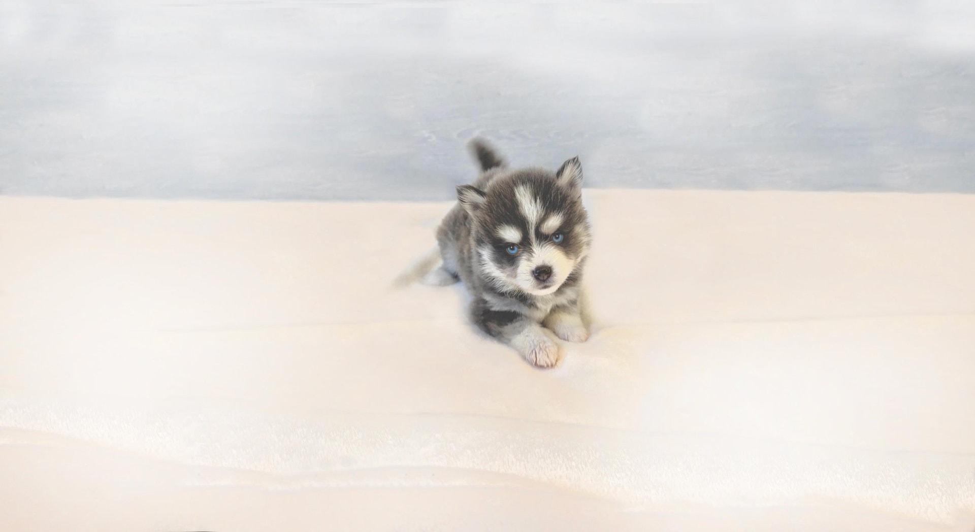 Pourquoi le thon en boite est dangereux pour chiens Pomsky