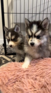 Elevage pomsky france élevage pomsky france pomsky nain