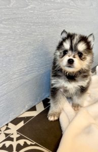 pomsky france élevage camden