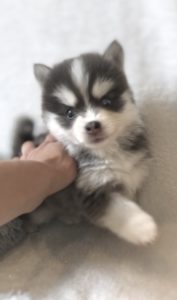 Pomsky toy à vendre Pomsky toy à vendre