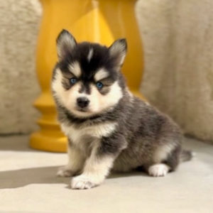 mini pomsky femelle noire et blanche au yeux bleus