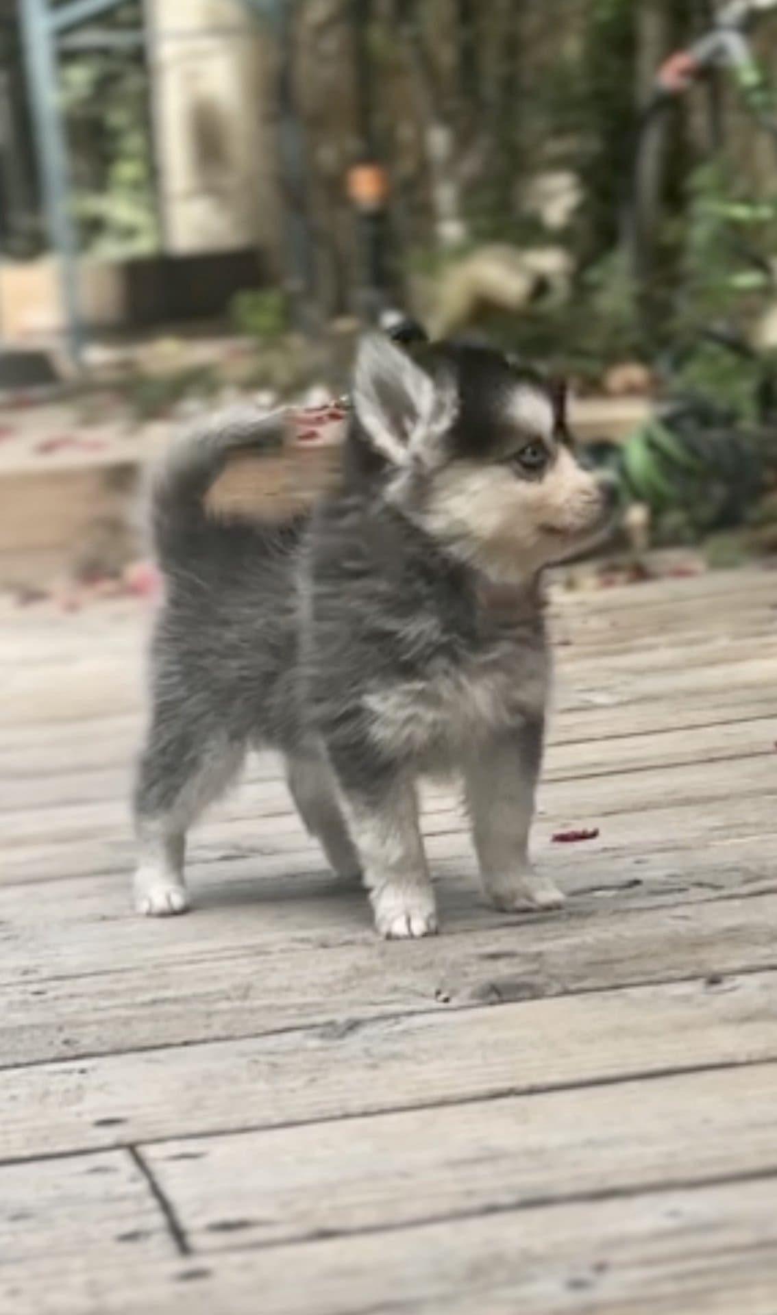 Pomsky Toy Roux Pomsky toy à vendre dans un élevage français - So'Pomsky