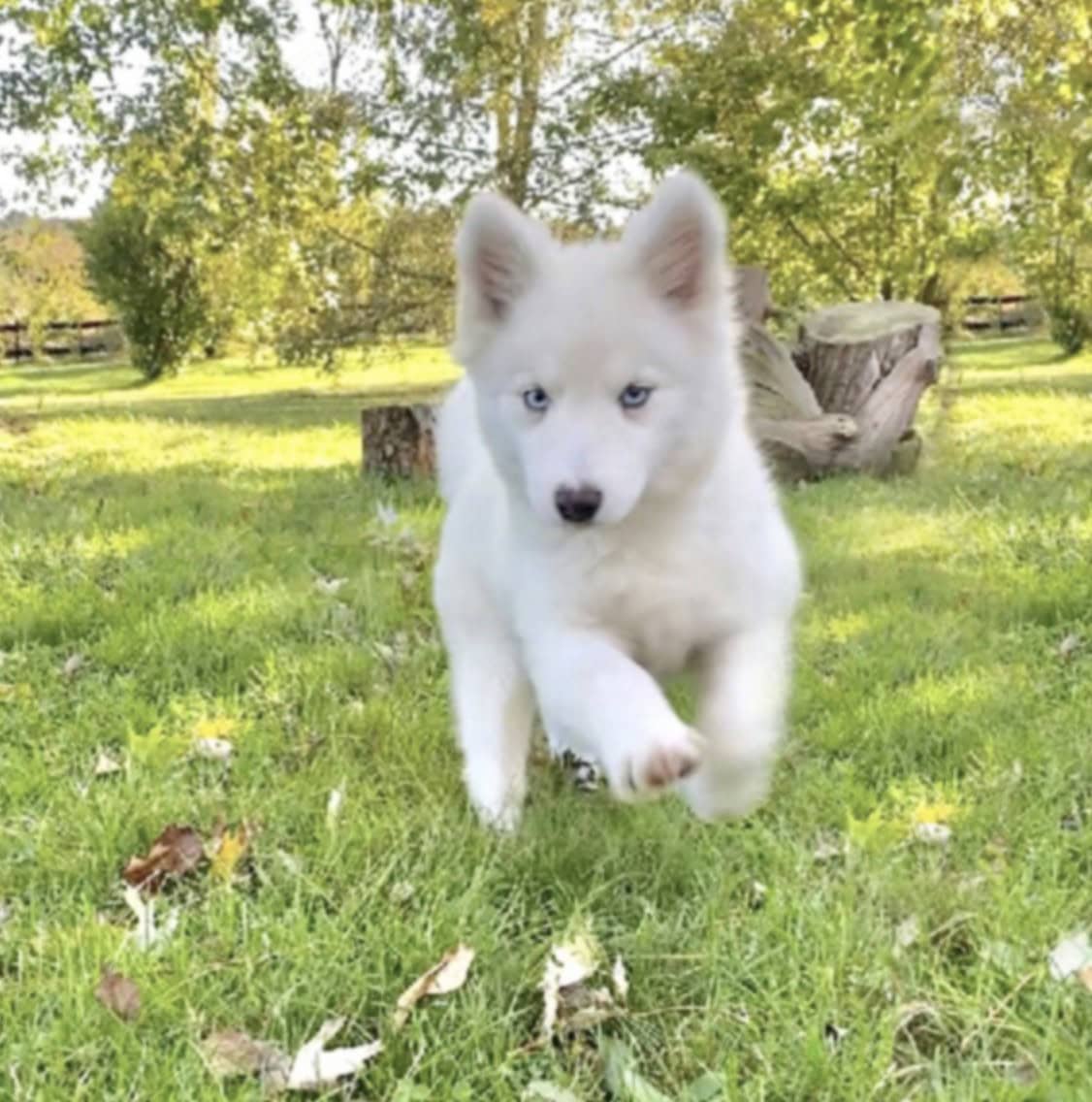 Pomsky à vendre en France, comment choisir son chiot