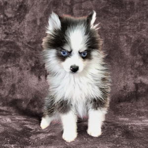 elevage pomsky france so pomsky manga 2
